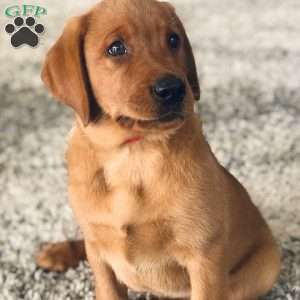Charlie, Fox Red Labrador Retriever Puppy